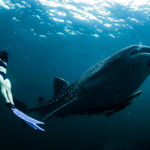 Whale Shark Encounter: A Majestic Swim in the Caribbean