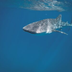 Whale Shark Encounter: A Majestic Swim in the Caribbean