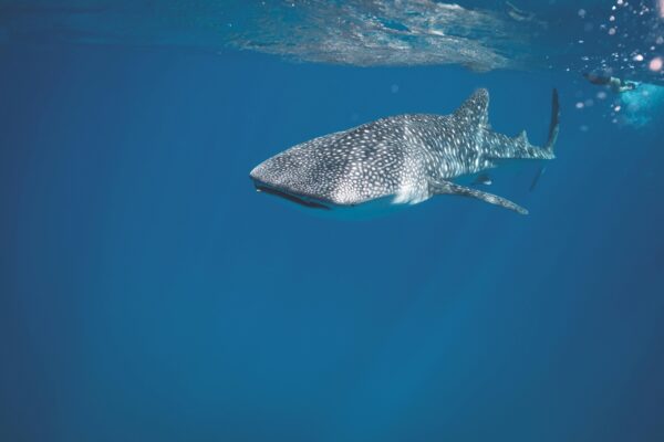 Whale Shark Encounter: A Majestic Swim in the Caribbean - Image 2